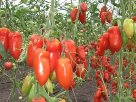 pomidor-szczepiony-bellandine-sadzonka-p9-ksztalt-rogu-miesiste-pomidory