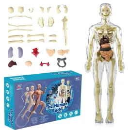 model-anatomiczny-ciala-do-nauki-maly-30cm-szkielet-ludzkie-cialo-organy
