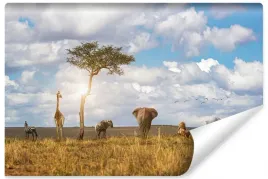 fototapeta-zwierzeta-safari-slonce-natura-450x300