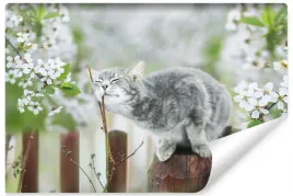 fototapeta-mlodziezowa-kotek-natura-drzewa-450x300