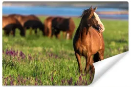 fototapeta-dzikie-konie-laka-natura-tlo-3d-450x300
