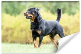 fototapeta-do-salonu-rottweiler-pies-laka-450x300