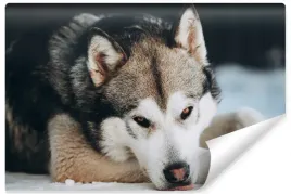 fototapeta-do-salonu-pies-malamut-husky-3d-450x300