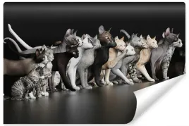 fototapeta-do-biura-zwierzeta-koty-kocieta-450x300