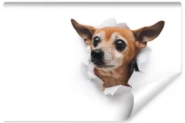 fototapeta-dla-dzieci-piesek-chihuahua-3d-400x280