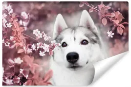 fototapeta-do-sypialni-pies-husky-kwiaty-450x300