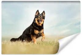 fototapeta-mlodziezowa-owczarek-niemiecki-450x300