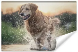 fototapeta-do-salonu-pies-retriever-laka-450x300