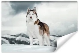 fototapeta-dla-mlodziezy-husky-gory-las-3d-450x300
