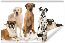 fototapeta-mlodziezowa-zwierzeta-psy-boxer-450x300