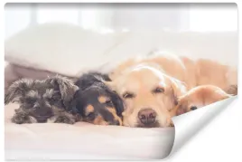 fototapeta-do-sypialni-urocze-psy-labrador-400x280
