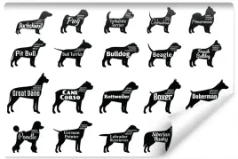 fototapeta-zwierzeta-psy-labrador-husky-450x300