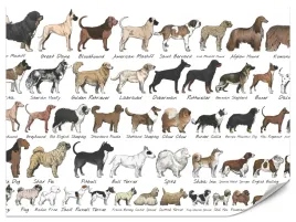 fototapeta-dla-dzieci-pieski-zwierzeta-labrador-golder-retriever-450x300