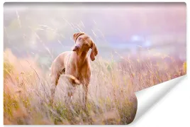 fototapeta-do-sypialni-zwierzeta-pies-laka-450x300