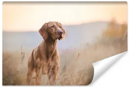 fototapeta-mlodziezowa-krajobraz-pies-3d-450x300