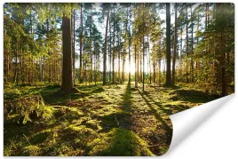 fototapeta-las-3d-drzewa-krajobraz-tapeta-do-salonu-sypialni-400x280