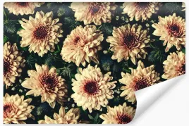 fototapeta-kwiaty-chryzantemy-vintage-3d-450x300