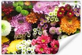 fototapeta-kolorowe-kwiaty-chryzantema-3d-450x300