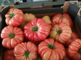 pomidor-szczepiony-buffalopink-pomidory-malinowe-sadzonka-p9