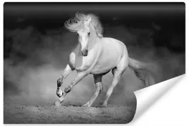 fototapeta-do-biura-czarno-bialy-kon-dekor-450x300