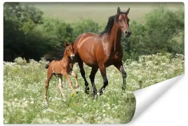 fototapeta-do-sypialni-kon-zrebak-laka-3d-450x300