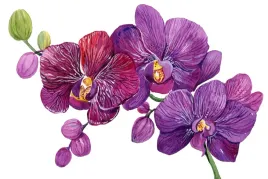 fototapeta-do-salonu-3d-malowane-orchidee-400x280