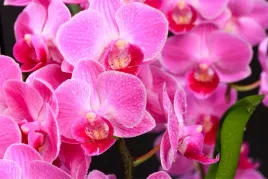 fototapeta-do-salonu-orchidee-kwiatki-3d-450x300