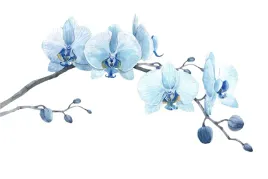 fototapeta-do-sypialni-niebieskie-orchidee-400x280