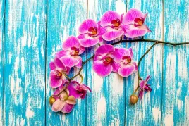 fototapeta-do-biura-orchidee-modne-deski-450x300