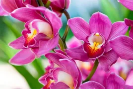 fototapeta-do-salonu-rozowe-orchidee-3d-450x300