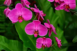 fototapeta-do-sypialni-orchidee-tropikalne-450x300