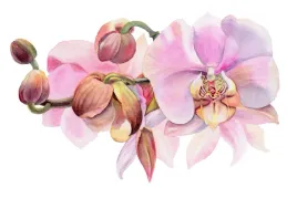 fototapeta-do-biura-3d-orchidee-akwarela-450x300
