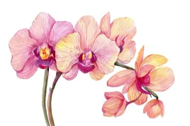 fototapeta-do-pokoju-dziecka-orchidee-3d-450x300