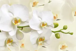 fototapeta-do-sypialni-orchidee-zielen-3d-450x300