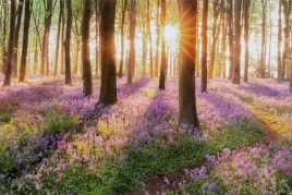 fototapeta-scienna-las-kwiaty-natura-3d-450x300