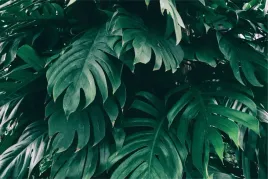 fototapeta-do-biura-liscie-natura-monstera-450x300