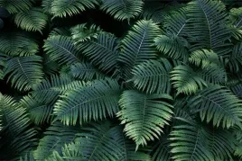 fototapeta-do-salonu-modne-liscie-zielen-450x300