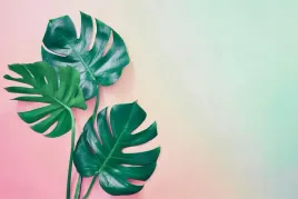 fototapeta-na-korytarz-monstera-rosliny-3d-400x280