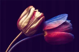 fototapeta-do-salonu-nowoczesne-tulipany-450x300