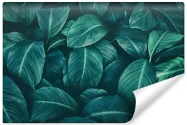 fototapeta-do-salonu-natura-liscie-tropiki-450x300