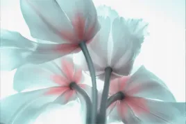 fototapeta-optyczna-kolorowe-tulipany-3d-450x300