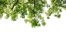 fototapeta-do-kuchni-liscie-galezie-natura-315x210