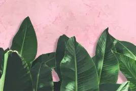 fototapeta-do-salonu-rosliny-monstera-3d-400x280
