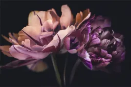 fototapeta-do-salonu-kolorowe-tulipany-3d-400x280