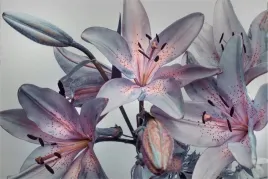 fototapeta-do-salonu-kwitnace-kwiaty-lilii-450x300