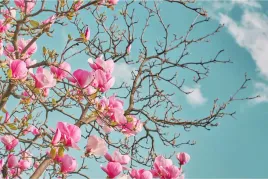 fototapeta-scienna-kwiaty-magnolii-wiosna-450x300