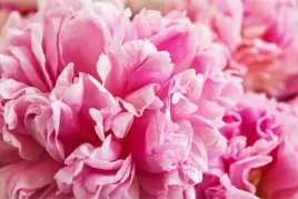 fototapeta-do-jadalni-3d-peonie-z-bliska-450x300