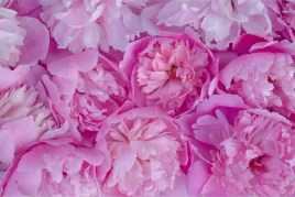 fototapeta-do-jadalni-modne-peonie-rozowe-450x300