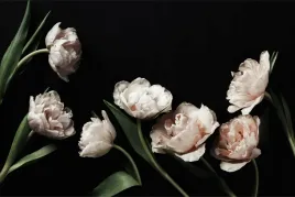 fototapeta-do-biura-3d-kremowe-peonie-450x300