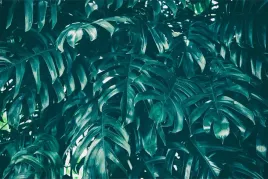 fototapeta-do-sypialni-liscie-3d-monstera-400x280